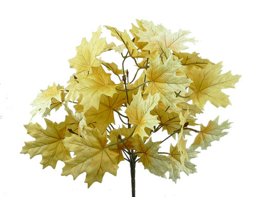 A cluster of yellow maple leaves with visible veins on brown stems, from the 20 Beige Maple Leaf Bush with 12 Stems 56600BE, isolated on a white background.
